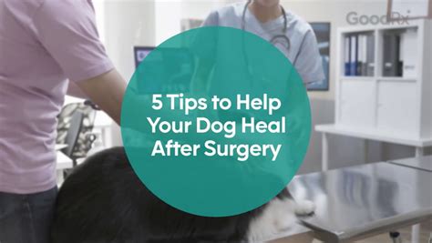 5 Tips to Help Your Dog Through Their Recovery After Surgery – GoodRx - GoodRx