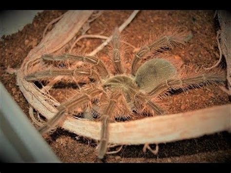 Theraphosa Blondi GOLIATH Nowy Ptasznik W Hodowli YouTube