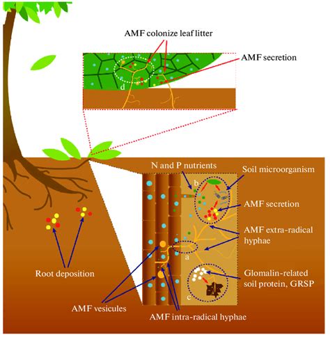 potential pathways  amf effect  litter decomposition  amf