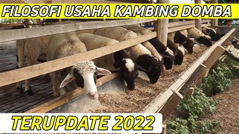 Analisa Usaha Ternak Kambing Domba Harga Keladi Tisu Putih