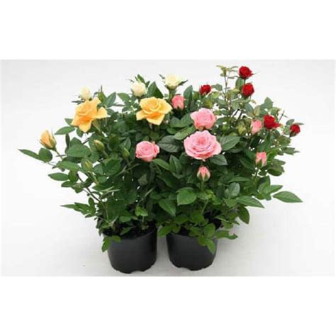 Mini Rose Houseplant 105cm Homebase