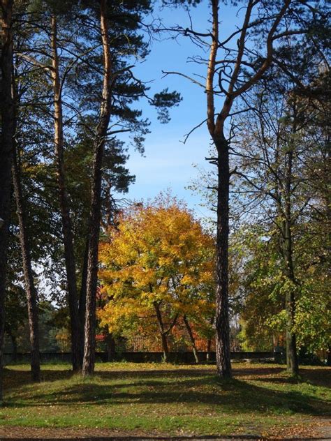 Fotos gratis paisaje árbol naturaleza bosque planta prado luz