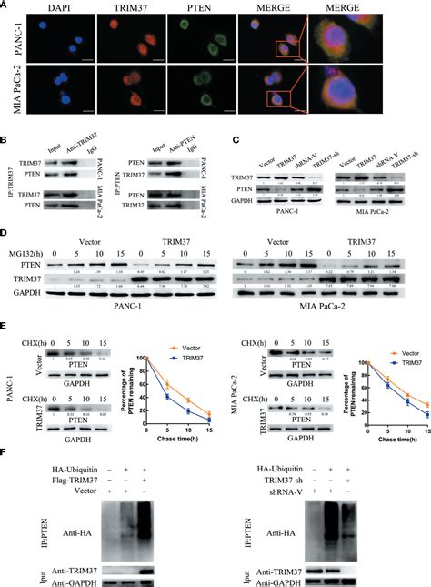 Frontiers Trim Mediates Chemoresistance And Maintenance Of Stemness