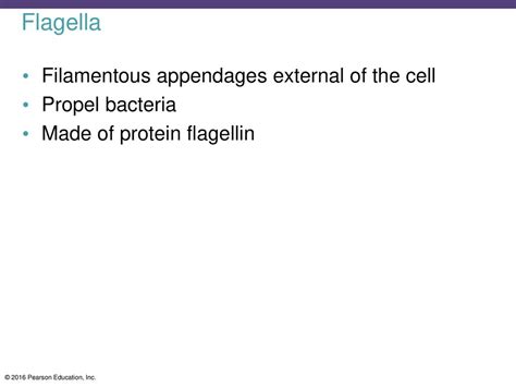 Functional Anatomy Of Prokaryotic And Eukaryotic Cells Ppt Download