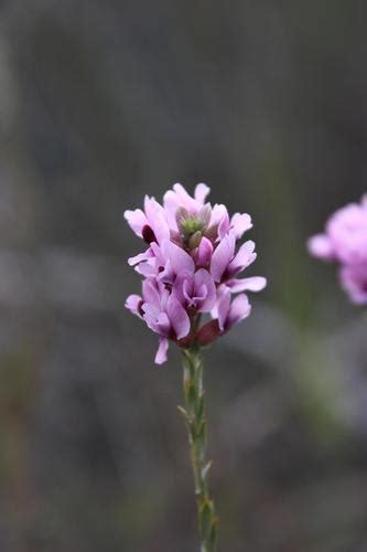 Subspecies Amphithalea Ericifolia Erecta INaturalist Canada