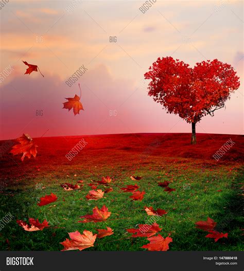 Tree Love Autumn Red Image And Photo Free Trial Bigstock