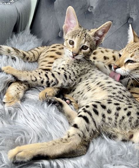 F2 Savannah Kitten From Luxury Savannahs Savannah Kitten Kittens