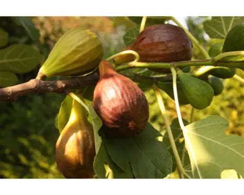 The Ultimate Guide to Growing a Fig Tree Indoors - Indoor Home Garden