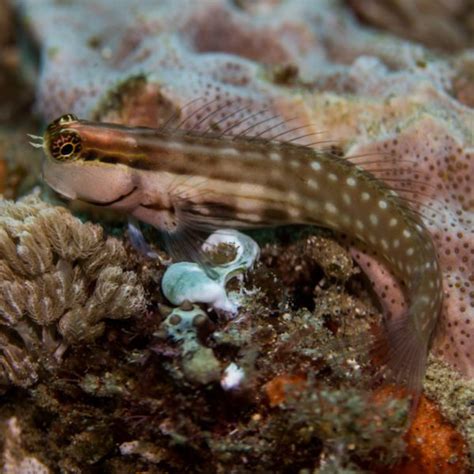 One Spot Blenny Fish And Coral Store