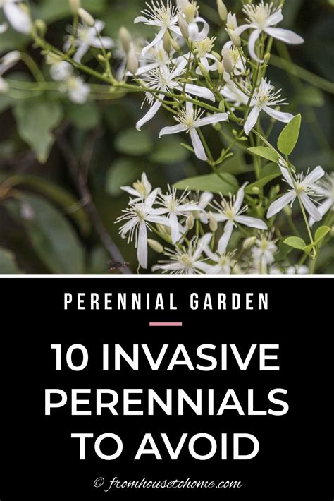 Beautiful Invasive Plants You Do Not Want In Your Garden