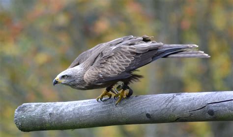 Grey falcon facts, distribution & population | BioDB