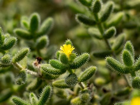 How To Grow Pickle Plants Succulent Plant Gardening Blooming Secrets