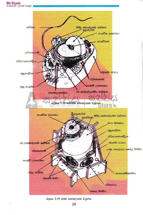 Biology Sampath Potha 12 A L Kuppiya Store Cash On Delivery