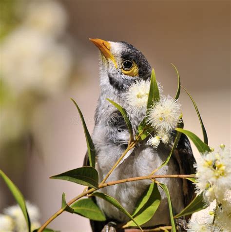 Noisy Miner Bird Stock Photo Image Of Miner Avian Branch 17752248