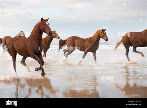 Running Horses On The Beach