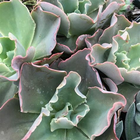 Echeveria Giant Blue Succulent Plants