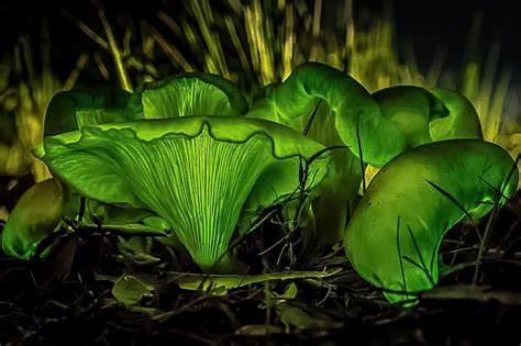 Omphalotus Nidiformis