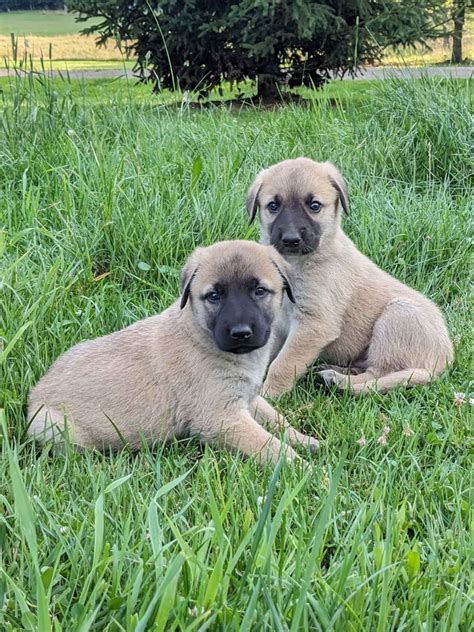 Anatolian Shepherd Dog Puppies For Sale In Pennsylvania