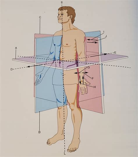 Terms Of Orientation Diagram Diagram Quizlet