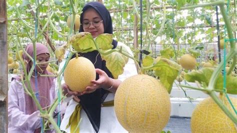 Deni Buka Wisata Petik Melon 2 Pekan Di Kudus Bebas Foto Sepuasnya