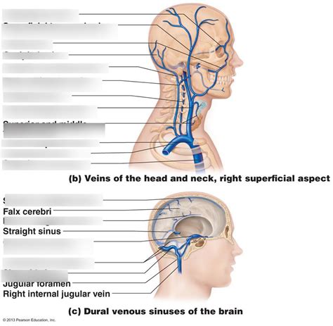 Veins Of The Head Neck And Brain Diagram Quizlet