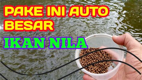 Memberi Pakan Ikan Nila Agar Cepat Besar Vlog Kolam Ikan Nila Ala