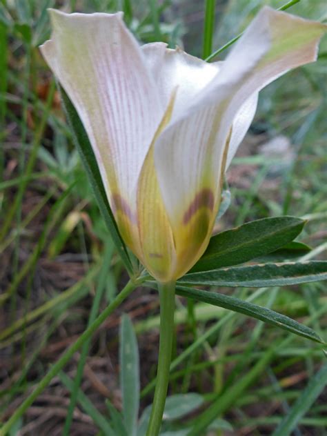 Flower And Upper Stem Photos Of Calochortus Nuttallii Liliaceae