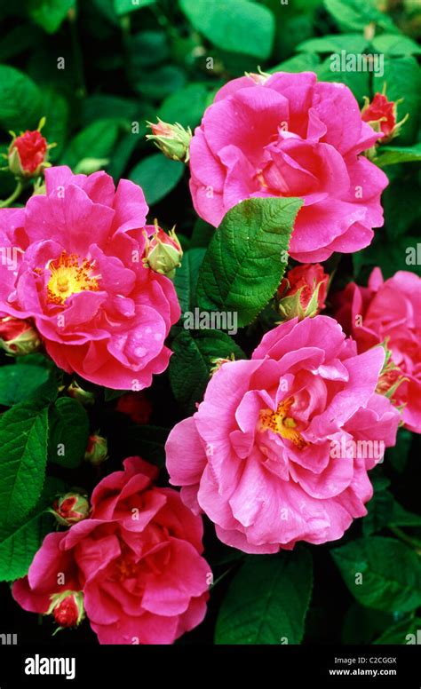 Rose England Stock Photo - Alamy