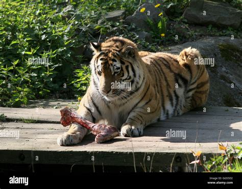 Tiger eating hi-res stock photography and images - Alamy