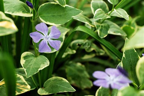 How To Grow And Care For Variegated Vinca