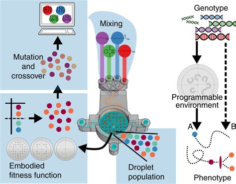 schematic describing  evolutionary process    step