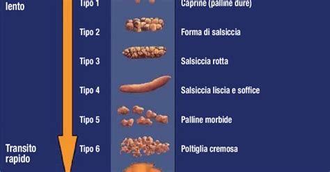 La Forma Delle Feci Insieme Al Colore E Alla Consistenza Pu Rivelare