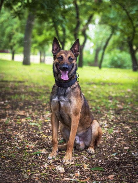 Belgian shepherd malinois containing shepherd, belgian, and malinois ...