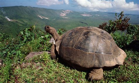 The Enchanting Galapagos Islands Casts Their Spell A Wildlife Tour Of