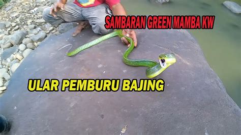 Ular Green Mamba Kw Pemburu Bajing Youtube