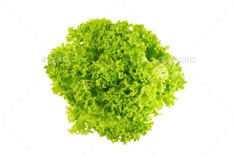 Organic Letucce Salad Bunch Of Leaves Green Hydroponic Vegetable