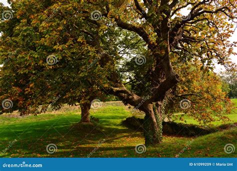 Old Big Oak Tree In Autumn At Carisbrooke Castle Newport The Isle Of