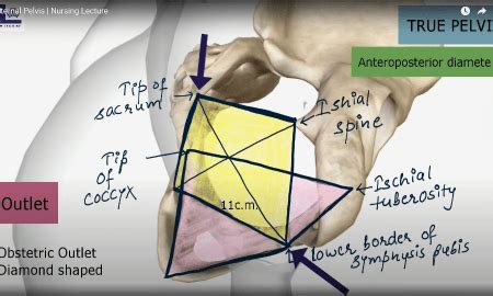 Pubic tubercle Archives - Nursing Lecture