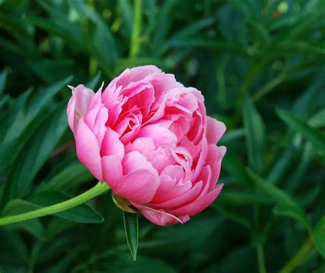 How To Plant Peonies IN The Fall Gardening Slash