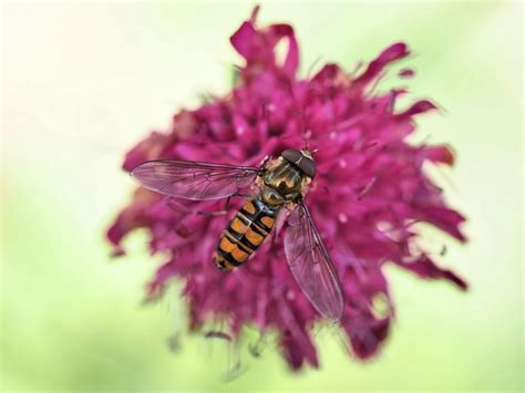 Hover Fly Flower Pollination Free Photo On Pixabay Pixabay