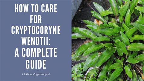 Cryptocoryne Wendtii Care - A How To Guide - AquariumStoreDepot