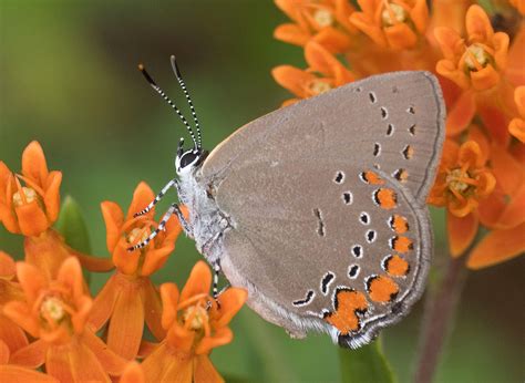 Coral Hairstreak - Alabama Butterfly Atlas