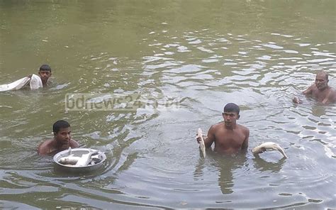 নাটোরে পুকুরে ‘বিষ দিয়ে লাখ লাখ টাকার মাছ নিধন