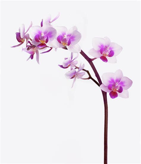 Pink And White Orchid Flowers by Rosemary Calvert