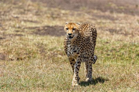 Kuno Cheetahs Make Their First Hunt A Day After Shifting To Large Enclosure