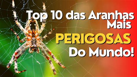 Cuidado Veja O Top Das Aranhas Mais Perigosas Do Mundo Natureza