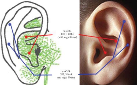 Vagus Nerve Branches