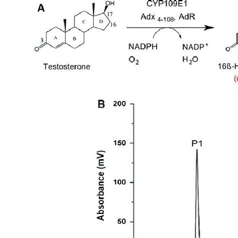 In Vitro Conversion Of Testosterone By Purified Cyp109e1 A Schematic