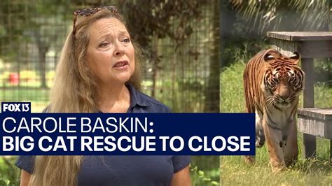 Big Cat Rescue In Tampa Featured In Tiger King To Close Youtube