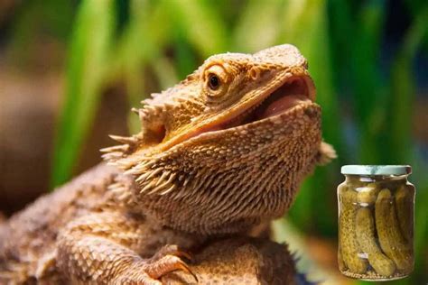 Can Bearded Dragons Eat Pickles All You Need To Know